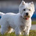 West Highland White Terrier