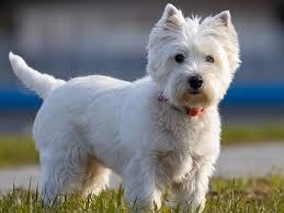 West Highland White Terrier