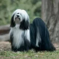 Tibetan Terrier