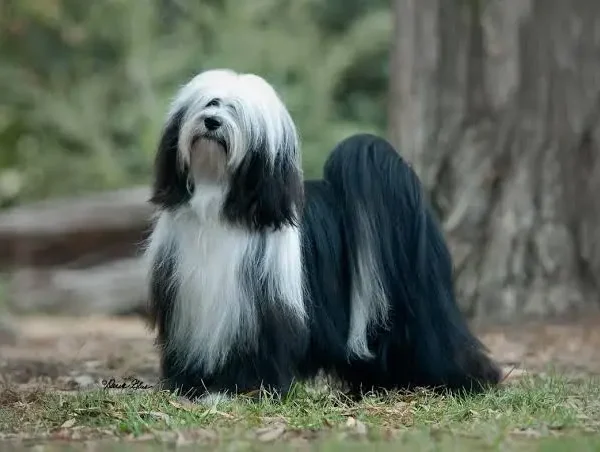 Tibetan Terrier