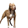American Pit Bull Terrier