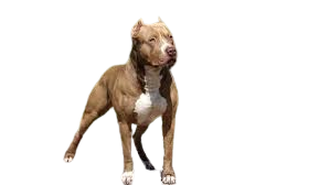 American Pit Bull Terrier