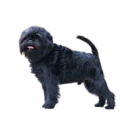 Affenpinscher