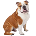 Australian Bulldog