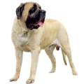 American Mastiff