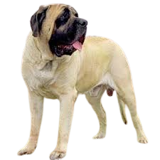 American Mastiff