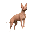 American Hairless Terrier
