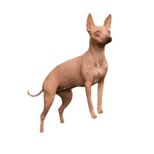 American Hairless Terrier