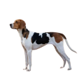 American Foxhound