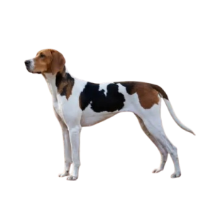 American Foxhound