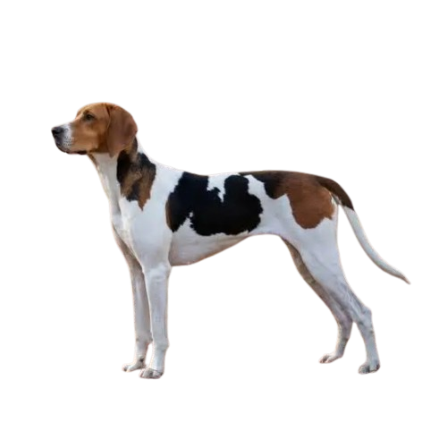 American Foxhound
