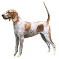 American English Coonhound