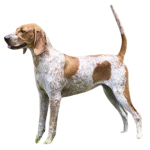 American English Coonhound