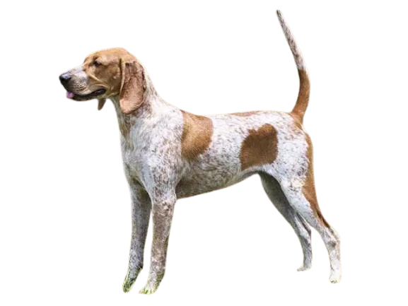 American English Coonhound