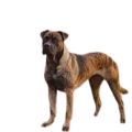 Alano Español (Spanish Bulldog)