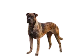 Alano Español (Spanish Bulldog)