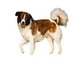 Aidi (Atlas Mountain Dog)