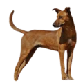 Africanis (African Dog)