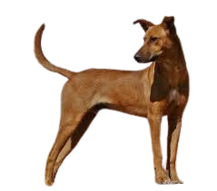 Africanis (African Dog)