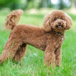 Toy Poodle