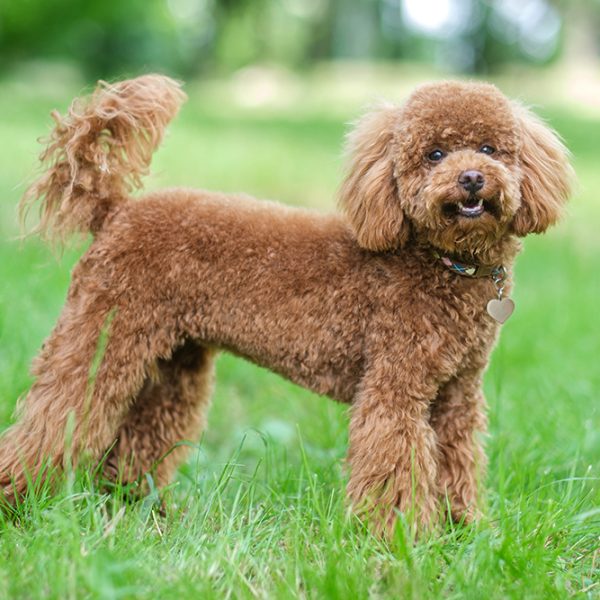 Toy Poodle