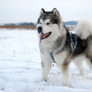 Alaskan Malamute