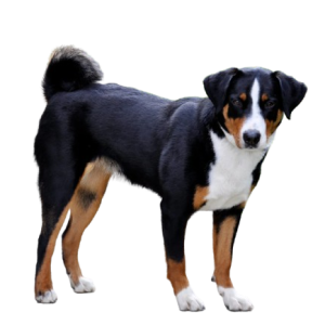 Appenzeller Sennenhund