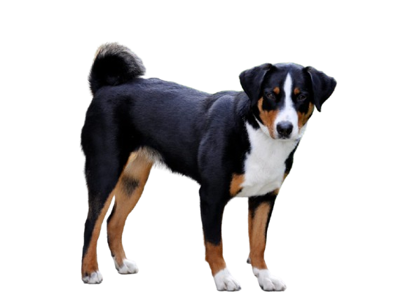 Appenzeller Sennenhund
