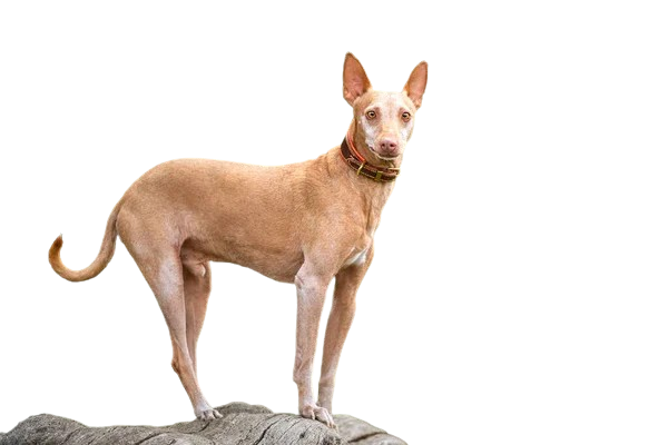 Andalusian Hound