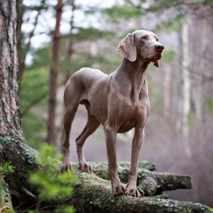 Weimaraner