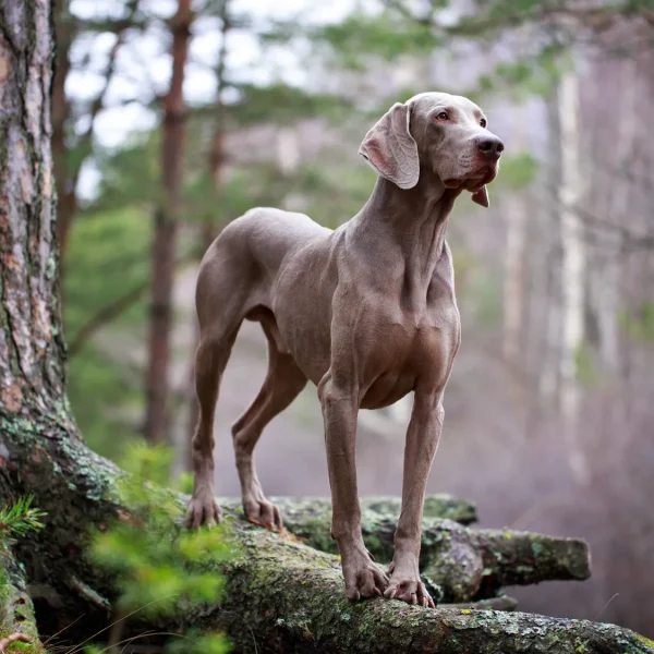 Weimaraner