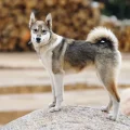 West Siberian Laika