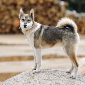West Siberian Laika