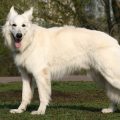 American White Shepherd