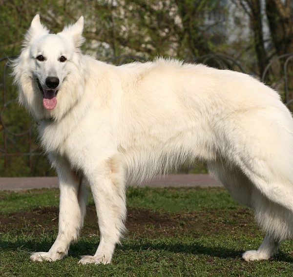 American White Shepherd