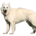 American White Shepherd
