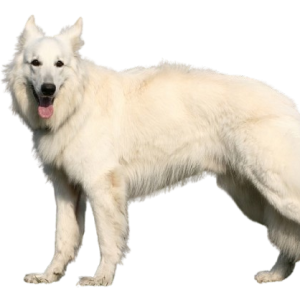 American White Shepherd