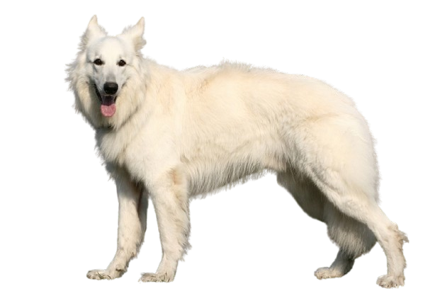 American White Shepherd
