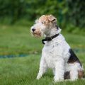Wire Fox Terrier