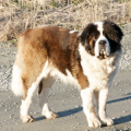 Saint Bernard (St. Bernard)