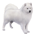 Samoyed