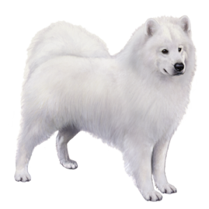 Samoyed